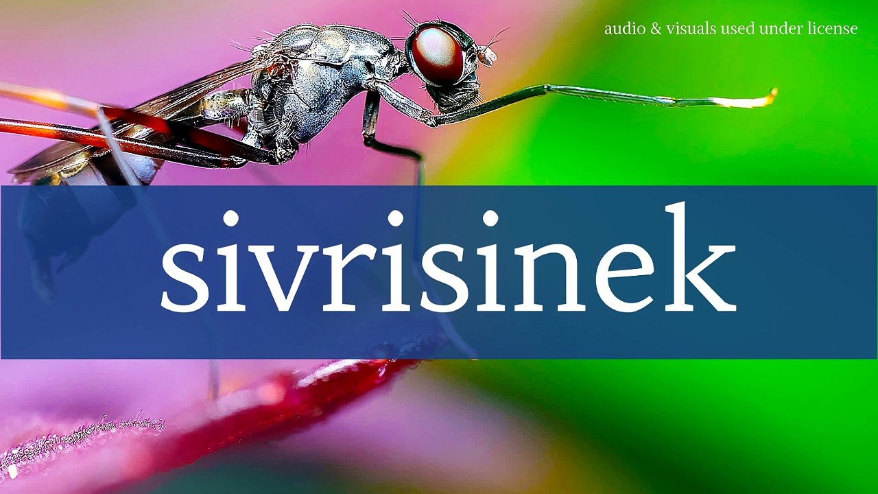 sivrisinek ses efekti 