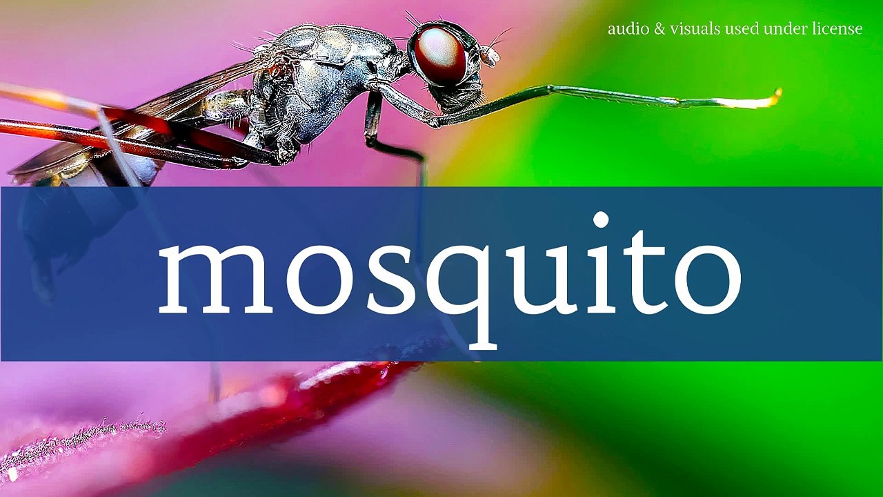 efeito sonoro do mosquito 