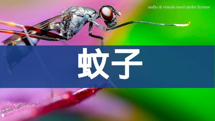 蚊子的音效
