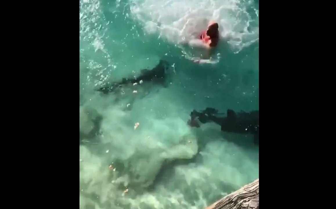 Un homme plonge au milieu d’un banc de requins (Vidéo)