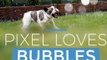 French Bulldog Jumps With Joy for Bubbles in Garden