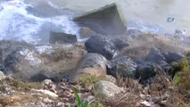 Sakarya Nehri'ne Akan Kimyasal Atık Nehri Siyaha Bürüdü