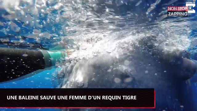 Une baleine protège une femme d’un requin tigre, les images impressionnantes (Vidéo)