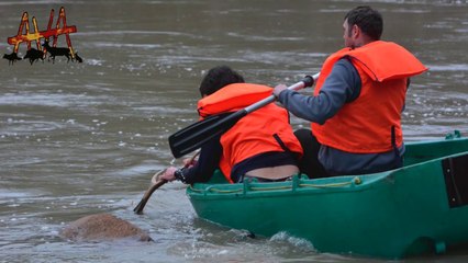 Un cerf tué dans une rivière par des chasseurs à courre (Oise)