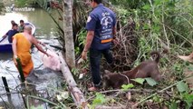 Kids in rowing boat try to catch runaway pig stuck in river
