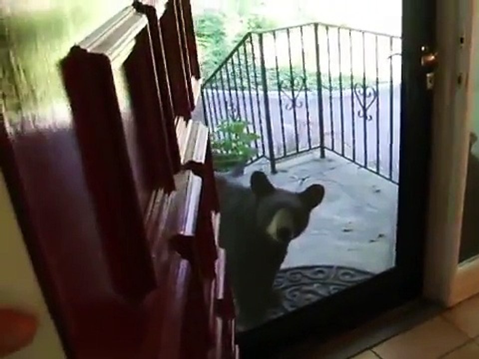 Un ours vient chercher à manger devant ta porte d'entrée ! Gros flip..