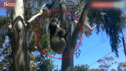Avustralya’da vahşet! Direğe vidaladılar