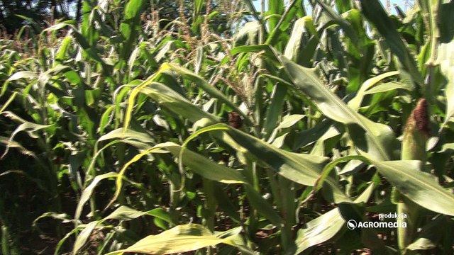 Bećar – hibrid kukuruza koji u ishrani svinja nema zamenu