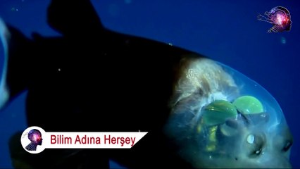 Bu İlginç Balığın Kafasının İçi Görünüyor