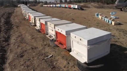 Mersin'de Hırsızlar Arı Kovanlarına Dadandı