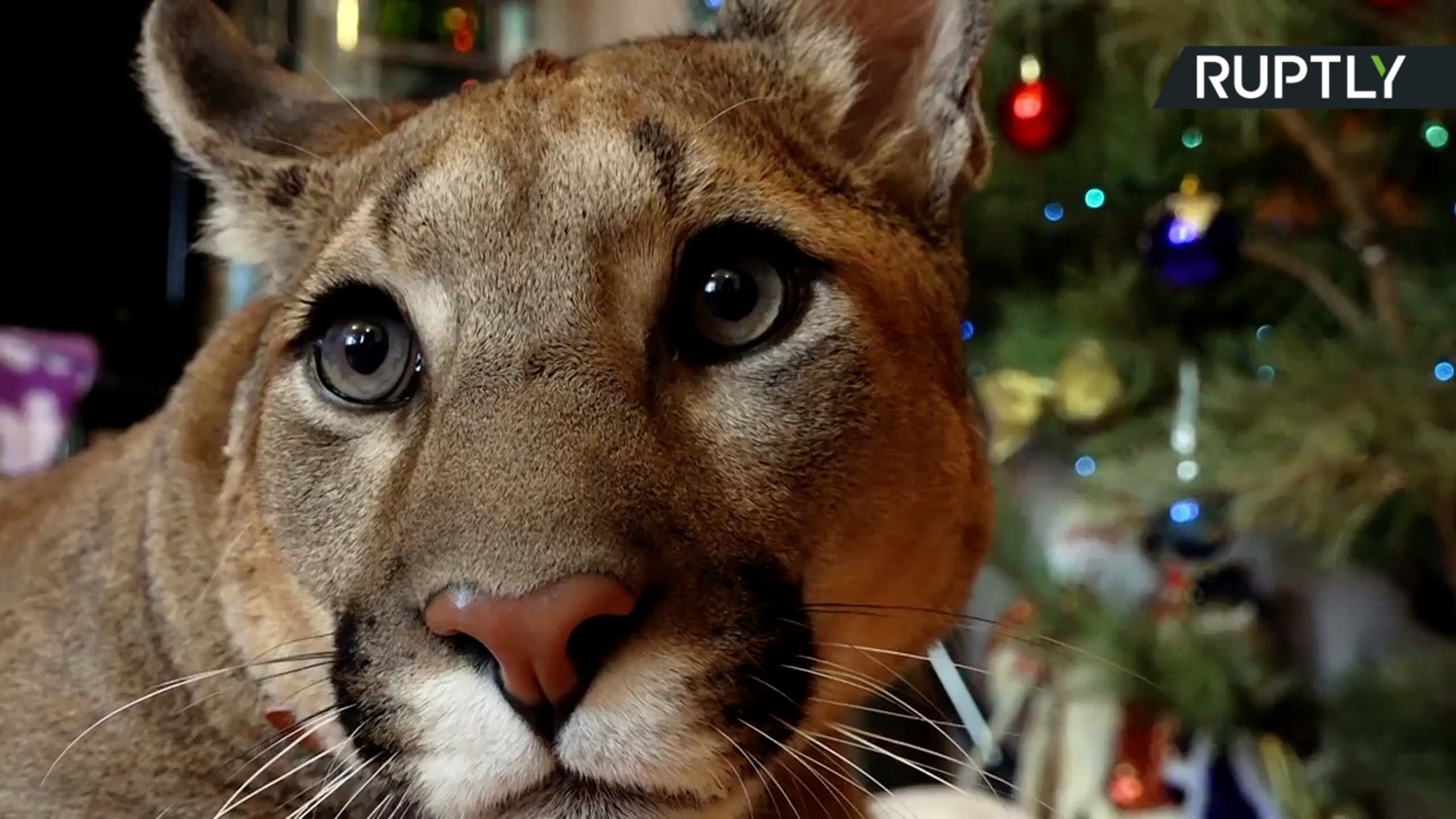 This Adorable Pet Puma Named Messi Will 