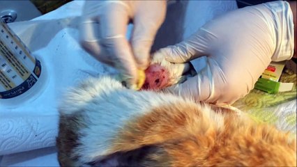 Cat asking for help  must watch vedio