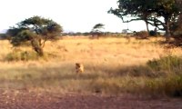 Amzing lion attack - most amazing wild animal attacks, crocodile,elephant, lion,buffalo,zebra,