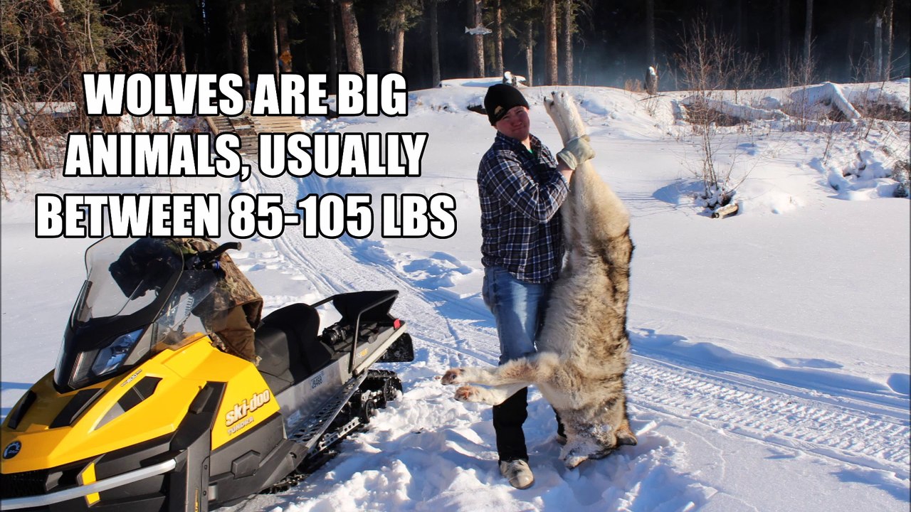 How to Pick a Predator Hunting Rifle