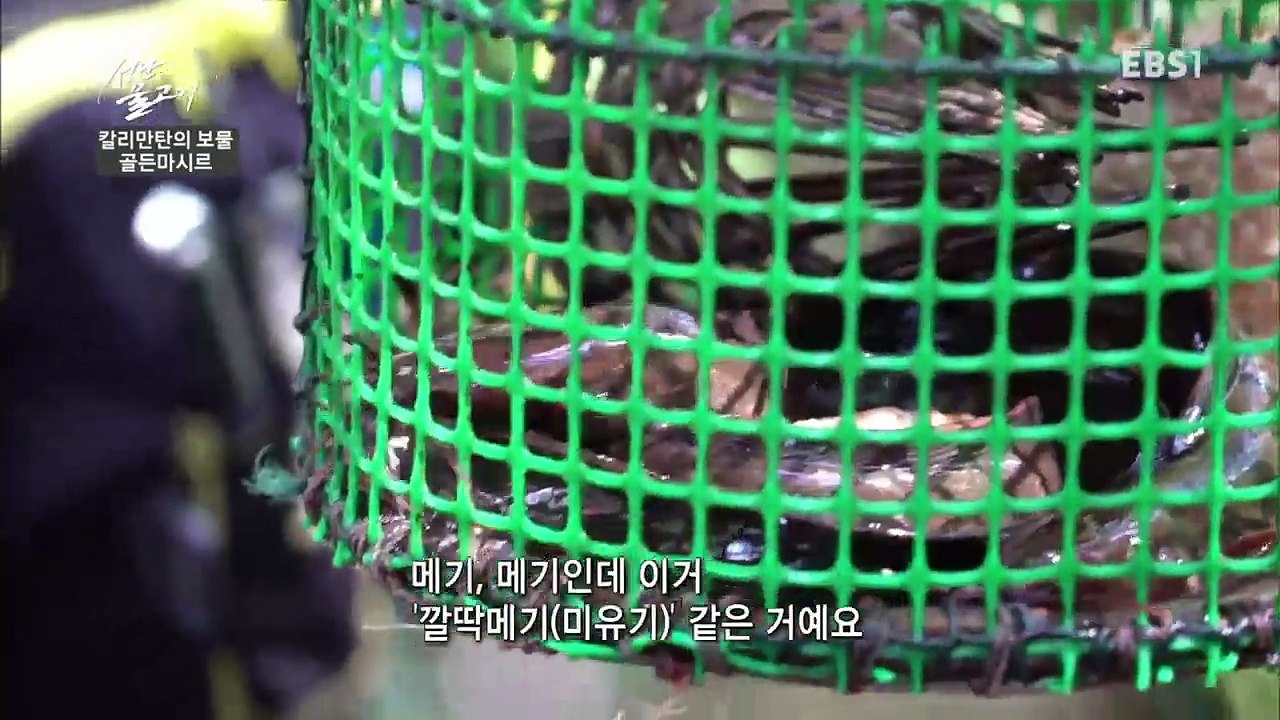 성난 물고기 - 칼리만탄의 보물, 골든 마시르_#002