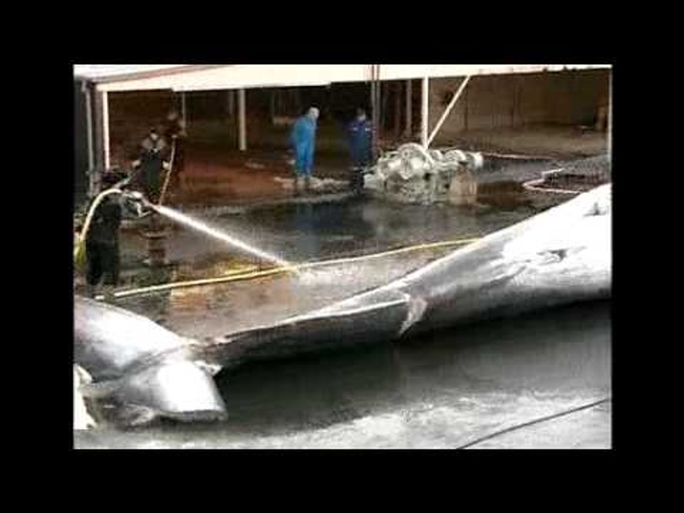 Greenpeace Update Icelandic Whaling