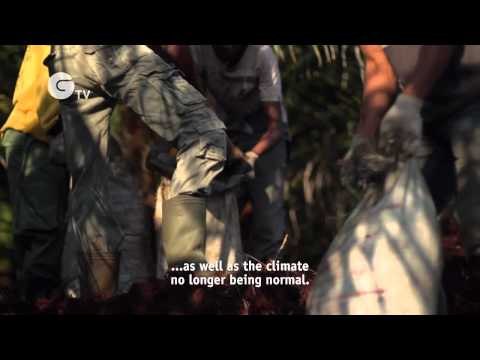 Good Oil - Sumatra's Sustainable Palm Oil