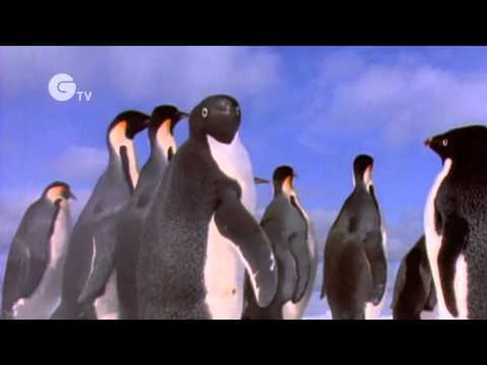 Funny Talking Penguins