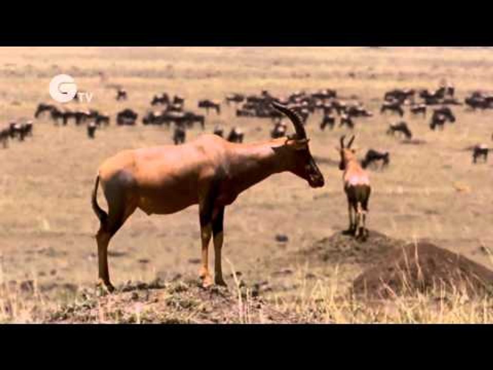 Funny Talking Tsessebes
