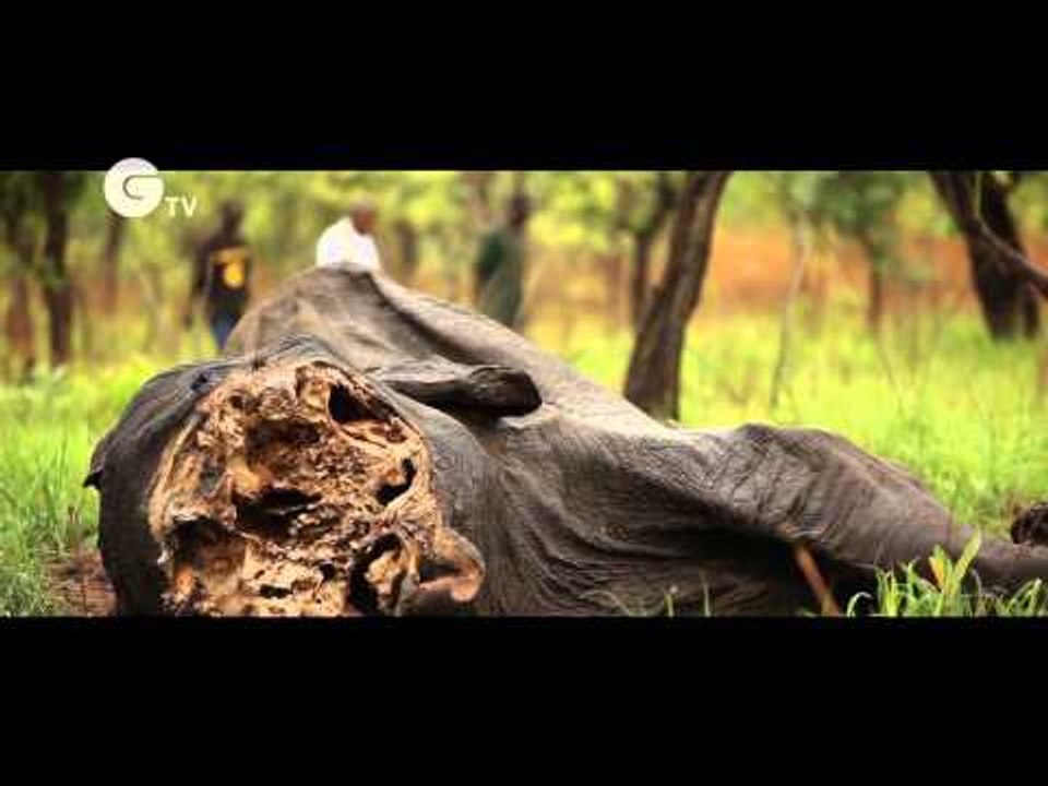 Cameroon Elephant Slaughter