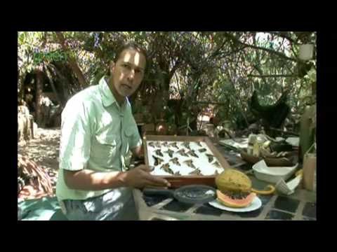 People, Plants and Pollinators - Kenya