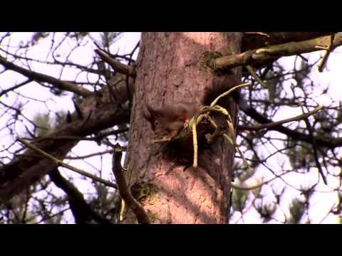 Red Squirrels Beat the Pox