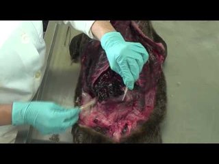 Monitoring Pollution With Otters