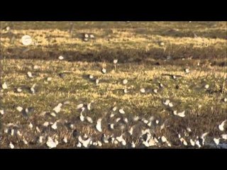 Saving Special Places: North Kent Marshes