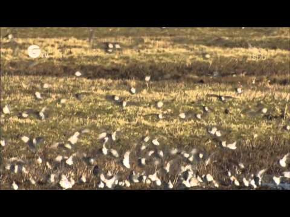 Saving Special Places: North Kent Marshes