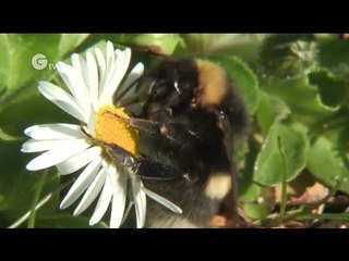 Short-haired Bumblebees