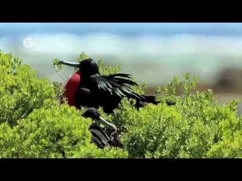 BirdLife and Angry Birds save the Endangered Birds of the Pacific