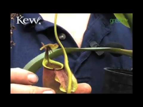 Tropical Carnivorous - Venus fly traps
