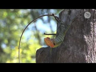 greentravelguides.tv Sri Lankan Rainforests