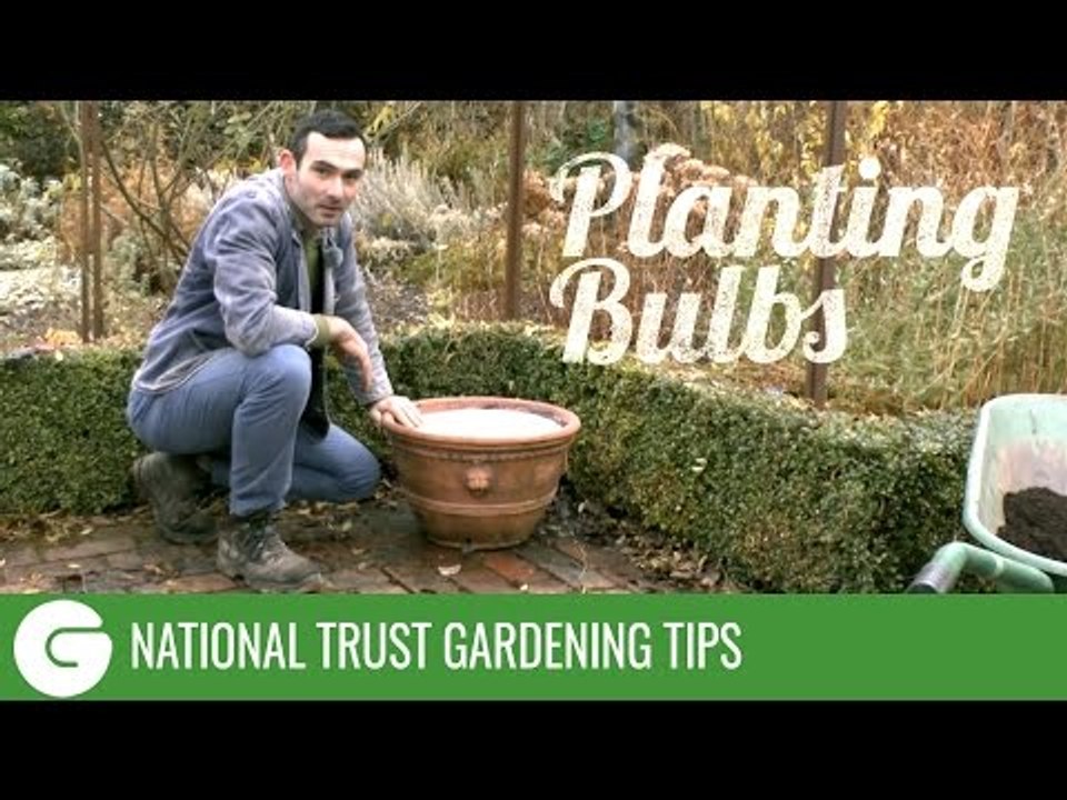 National Trust Gardening Tips: Planting Bulbs