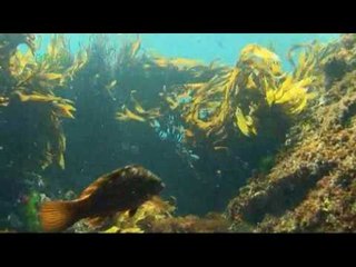 Poor Knights Marine Reserve New Zealand