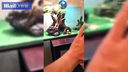Video shows a lizard wave back at its owner _ Daily Mail Online