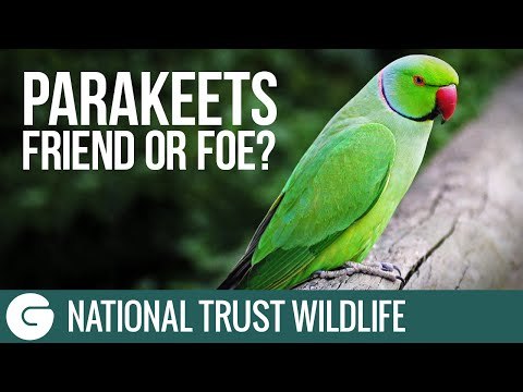 National Trust Wildlife: Parakeets