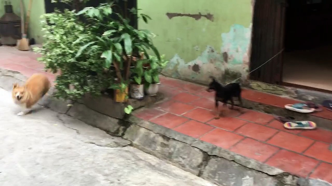 Corgi Runs Around Bush