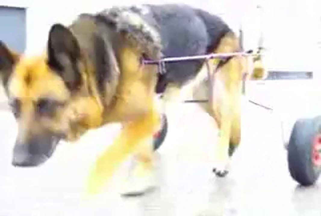 - roulette pour chien handicapé -