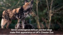 African painted dog pups make playful debut at Chester Zoo