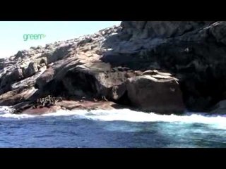 Maria Island Marine Reserve - Ile des Phoques