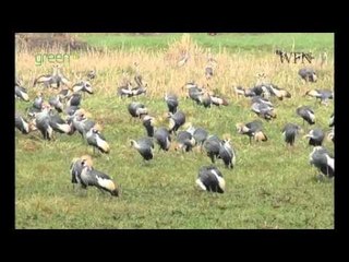 Sustainable use of wetlands - Uganda