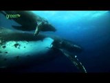 Jean-Michel Cousteau's DOLPHINS AND WHALES 3D: Tribes of the Ocean