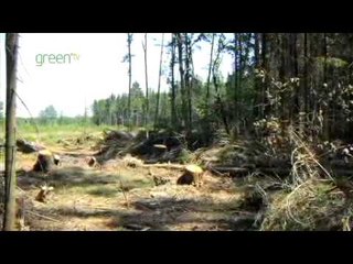 Conserving Bats - Russia