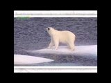 Climate Trackers - Arctic Fox, Polar Bear, Wood Warbler