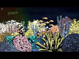 Ocean Acidification... in a nutshell