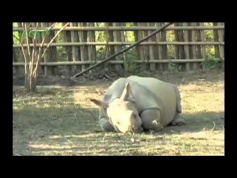 Highly endangered Rhino moved to Manas.