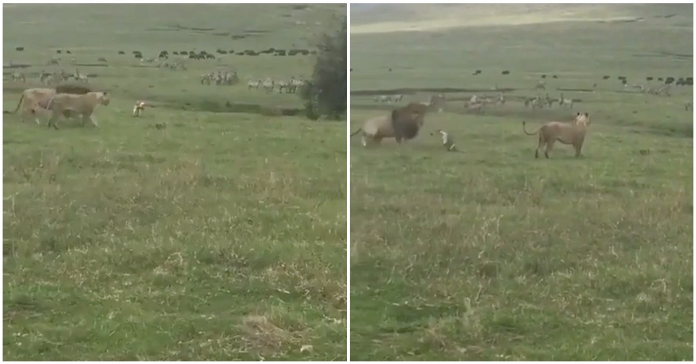 Cão mostra a leões quem é o verdadeiro "Rei" dos animais