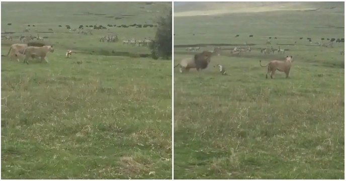 Cão mostra a leões quem é o verdadeiro Rei dos animais