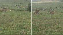 Cão mostra a leões quem é o verdadeiro "Rei" dos animais